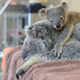Illustration for article titled Touching Photos Show A Baby Koala Clinging To Mom While She Has Surgery